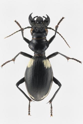 Anthia venator